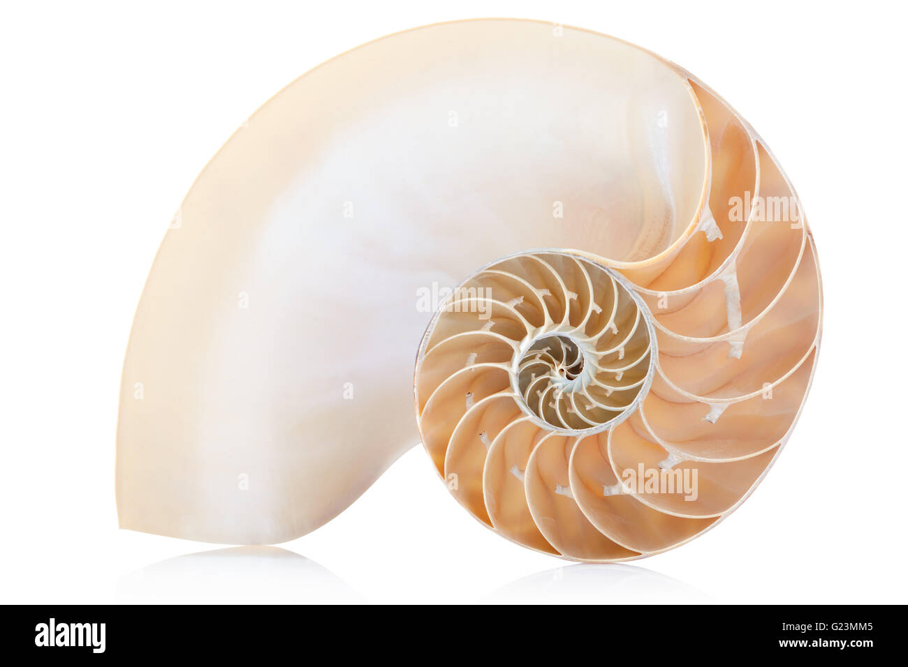 Nautilus sezione di guscio, perfetto modello di Fibonacci su bianco, tracciato di ritaglio Foto Stock