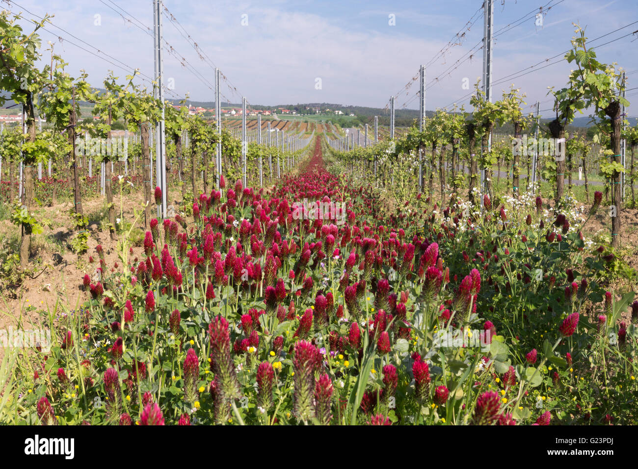 Trifoglio di cremisi crescente tra i vigneti in Austria per la fissazione di azoto Foto Stock