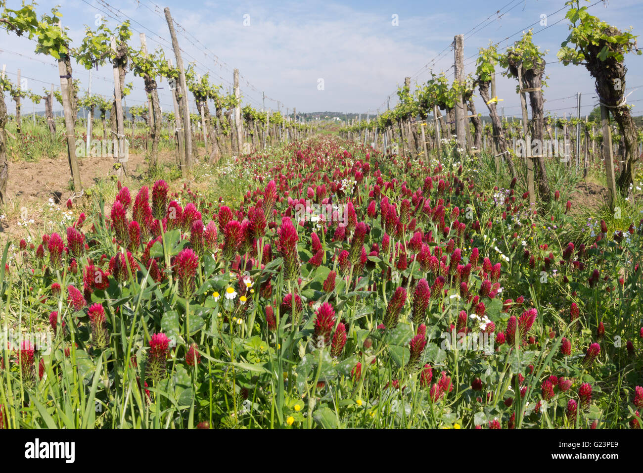 Trifolium incarnatum, noto come trifoglio cremisi (o trifoglio italiano), cresce tra le viti in Austria per la fissazione dell'azoto. Tema: Sovvenzione dell'UE Foto Stock