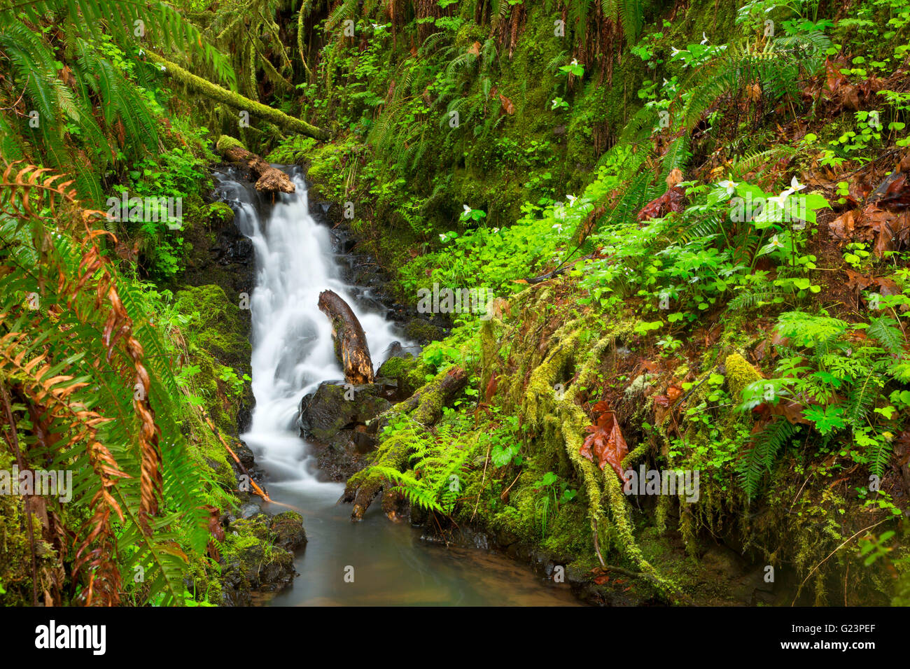 Cascata in antica foresta, Rainbow Falls State Park, Washington Foto Stock