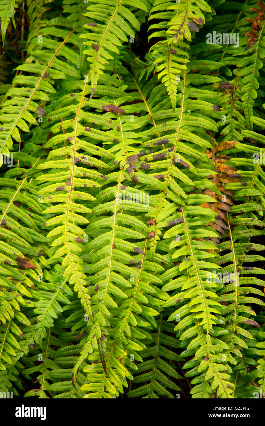 Liquirizia felci, Willapa Hills Trail, Lewis County, Washington Foto Stock