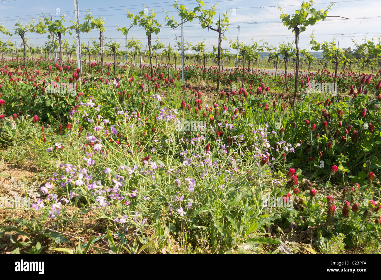 Trifoglio di cremisi crescente tra i vigneti in Austria per la fissazione di azoto Foto Stock