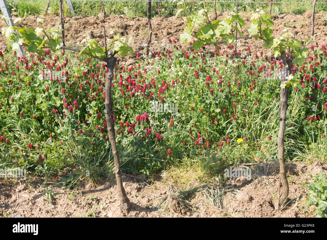 Trifoglio di cremisi crescente tra i vigneti in Austria per la fissazione di azoto Foto Stock