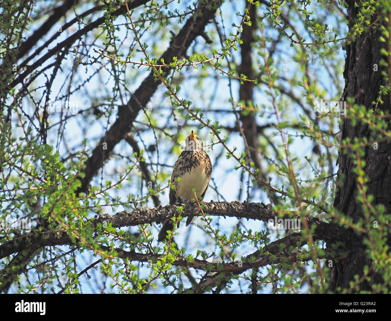 Allodole Cesene Beccacce Turdus pilaris in giardino in caso di gelo con  neve sul terreno Norfolk febbraio Foto stock - Alamy