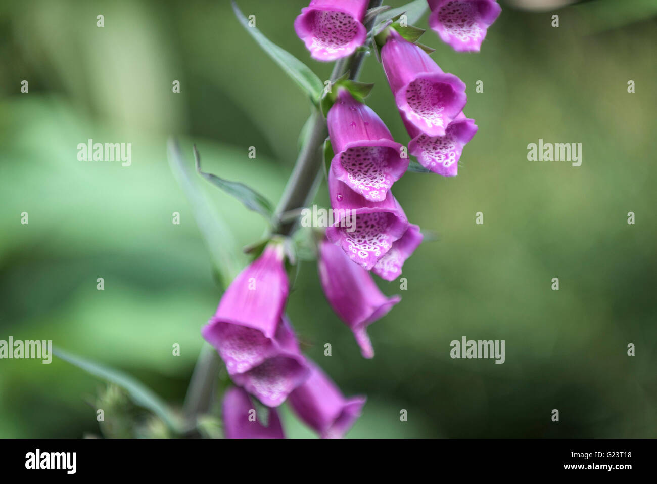 Foxglove flower. Foto Stock