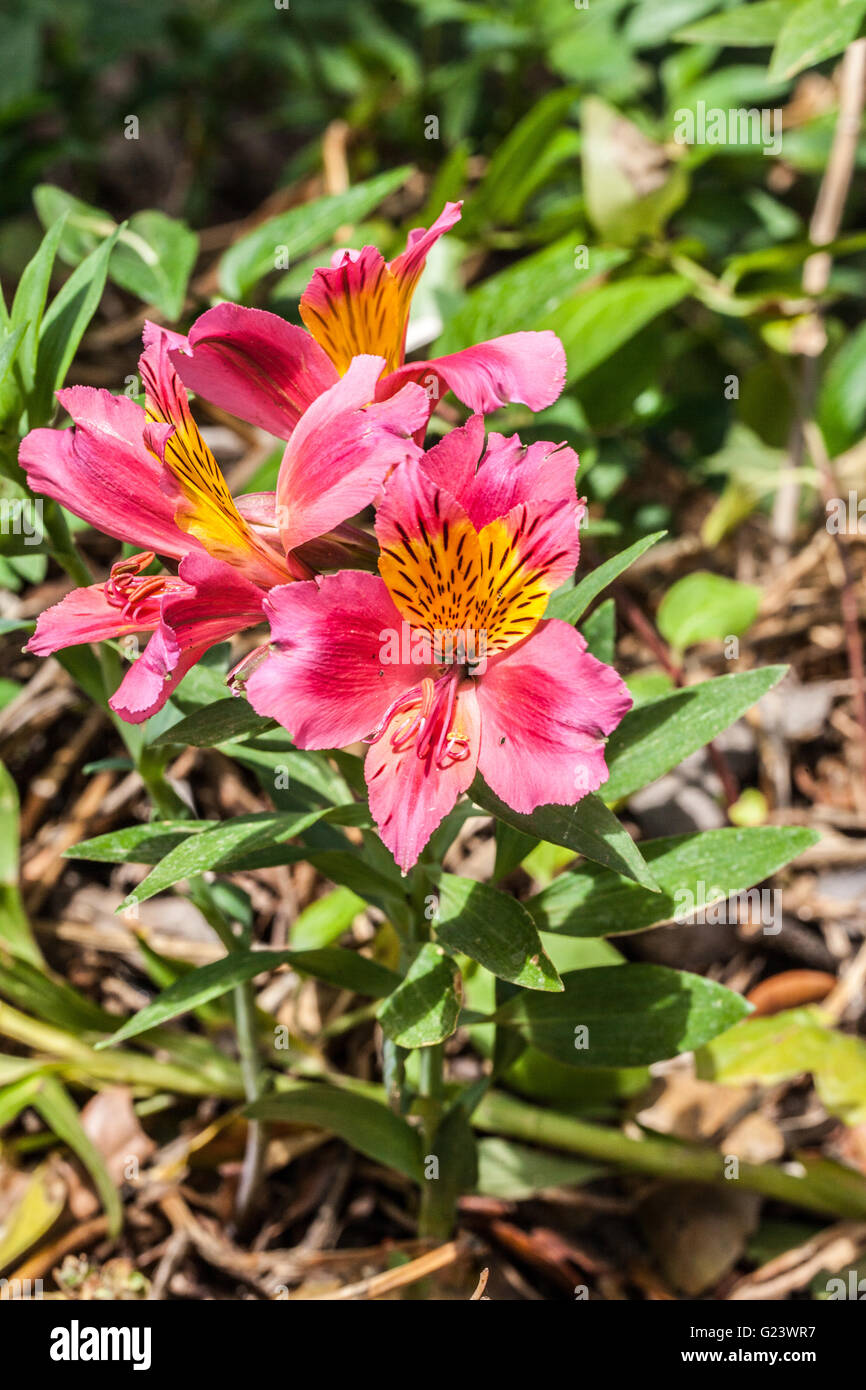 Alstroemeria aurea Graham Foto Stock