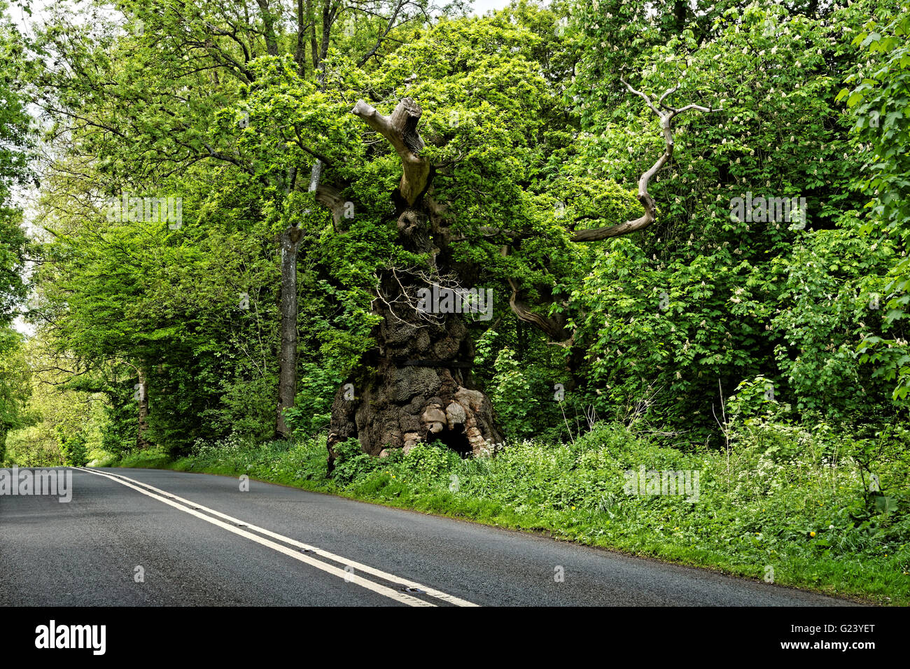 Grande pancia oak tre nella foresta Savernake Foto Stock