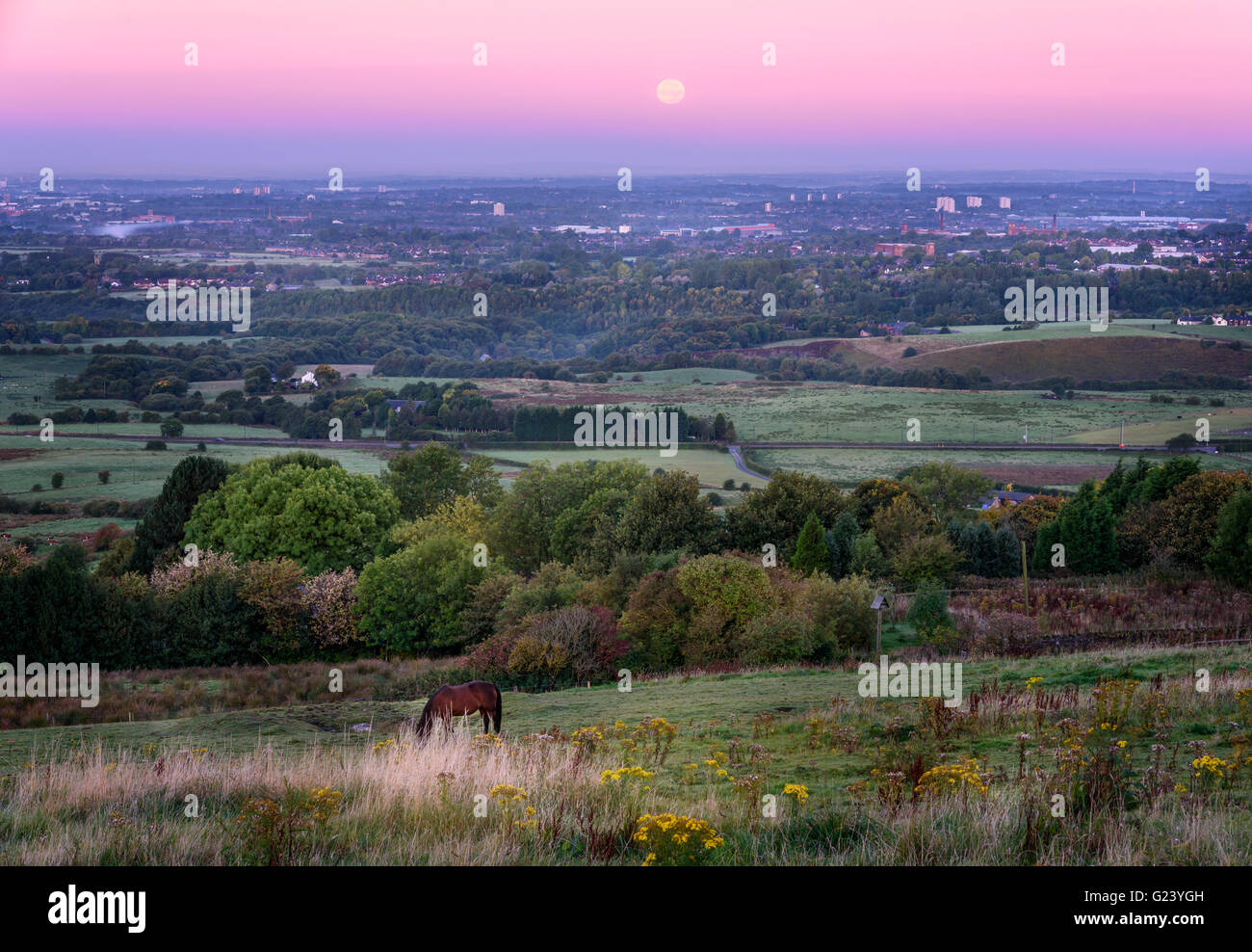 Cavallo al pascolo ai campagna UK,Inghilterra Foto Stock