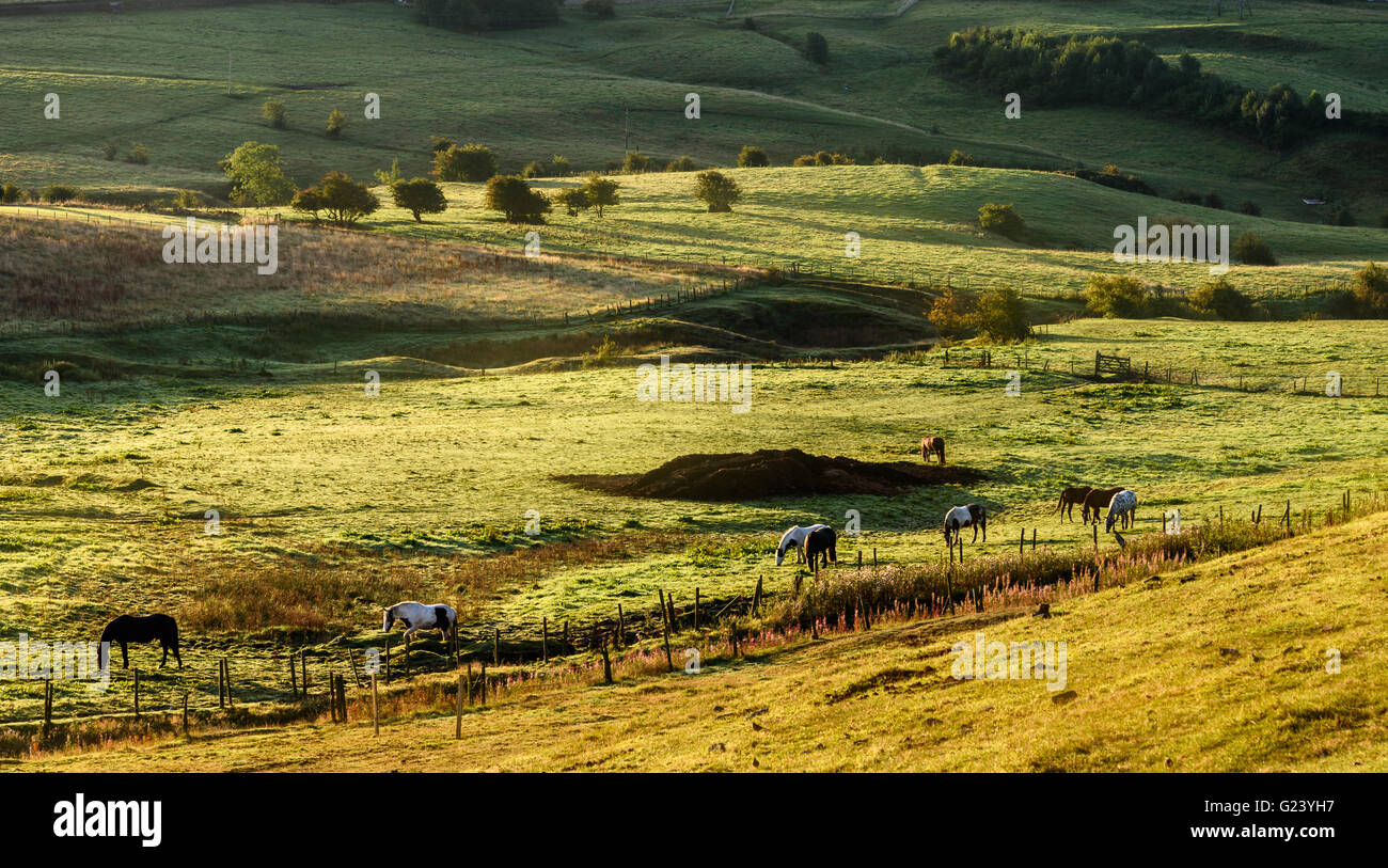 I cavalli pascolano sulla loro terra,Inghilterra Foto Stock