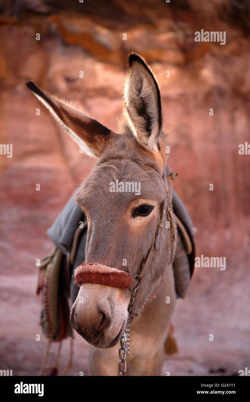 Un simpatico asino in Petra, Giordania Foto Stock