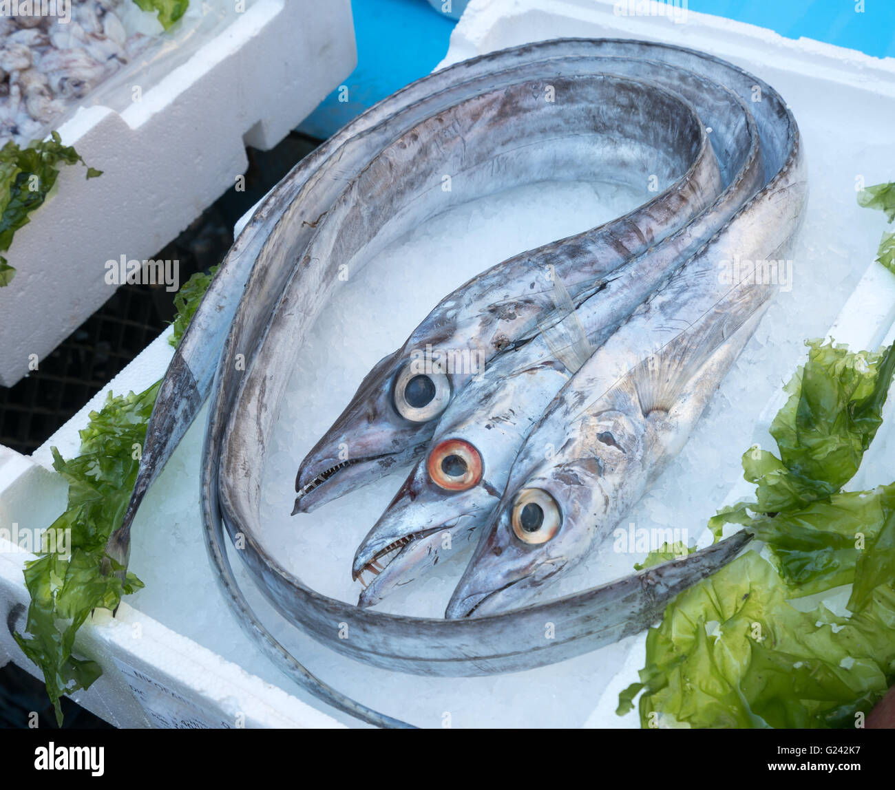 Lepidopus caudatus, pesce bandiera in italiano, al mercato del pesce,Napoli Foto Stock