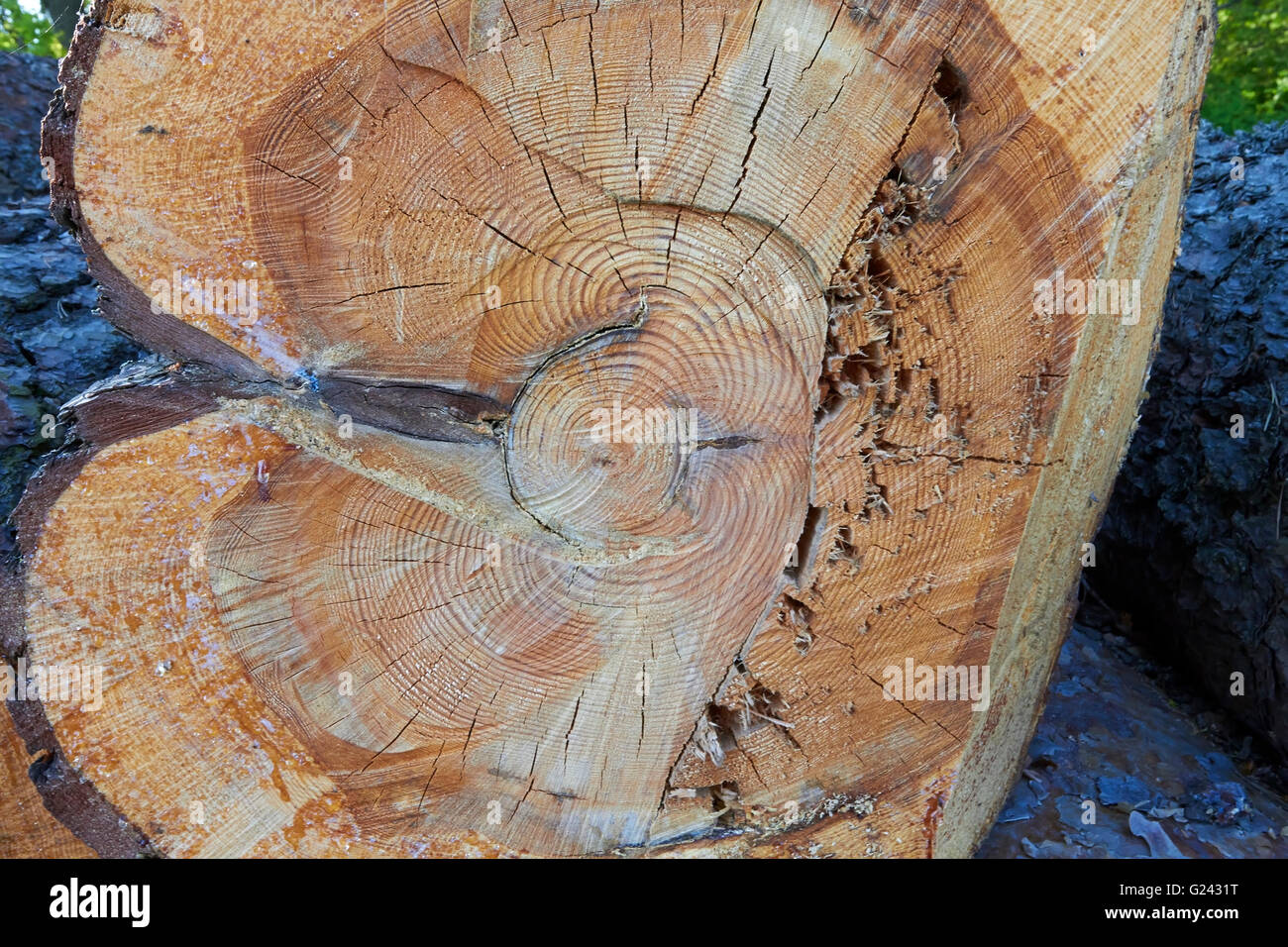 Asimmetriche anelli annuali in pino log Foto Stock