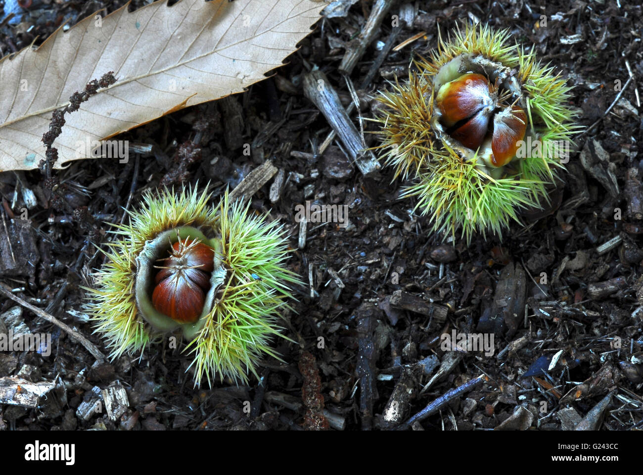 Castagne dolci Foto Stock
