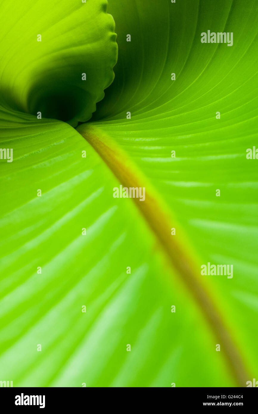 Vista interna di un nuovo rotolo banana leaf. Foto Stock