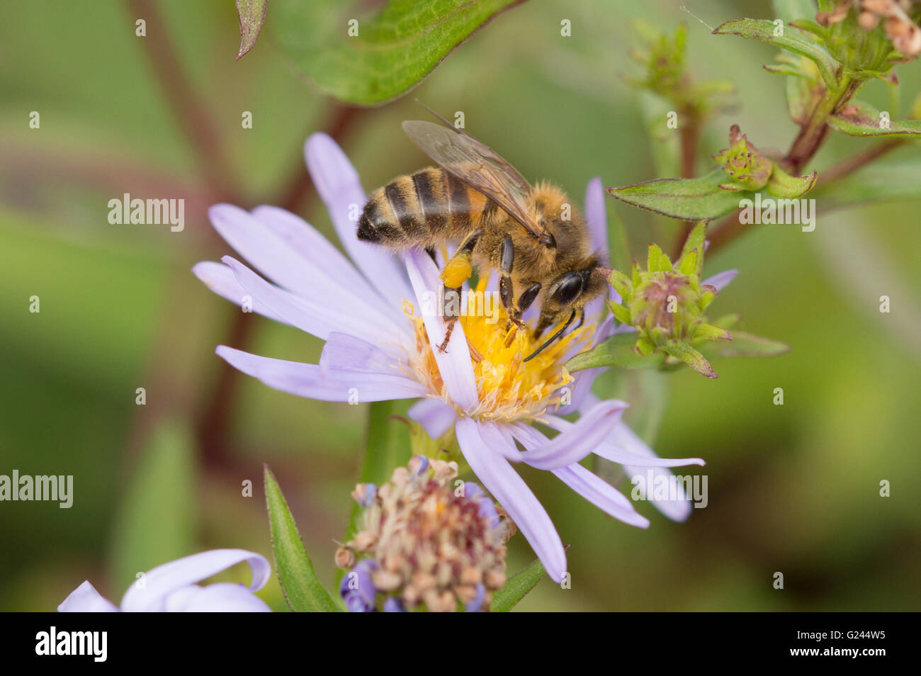 Un Western miele delle api (Apis mellifera) alimentazione su un fiore Aster. Foto Stock