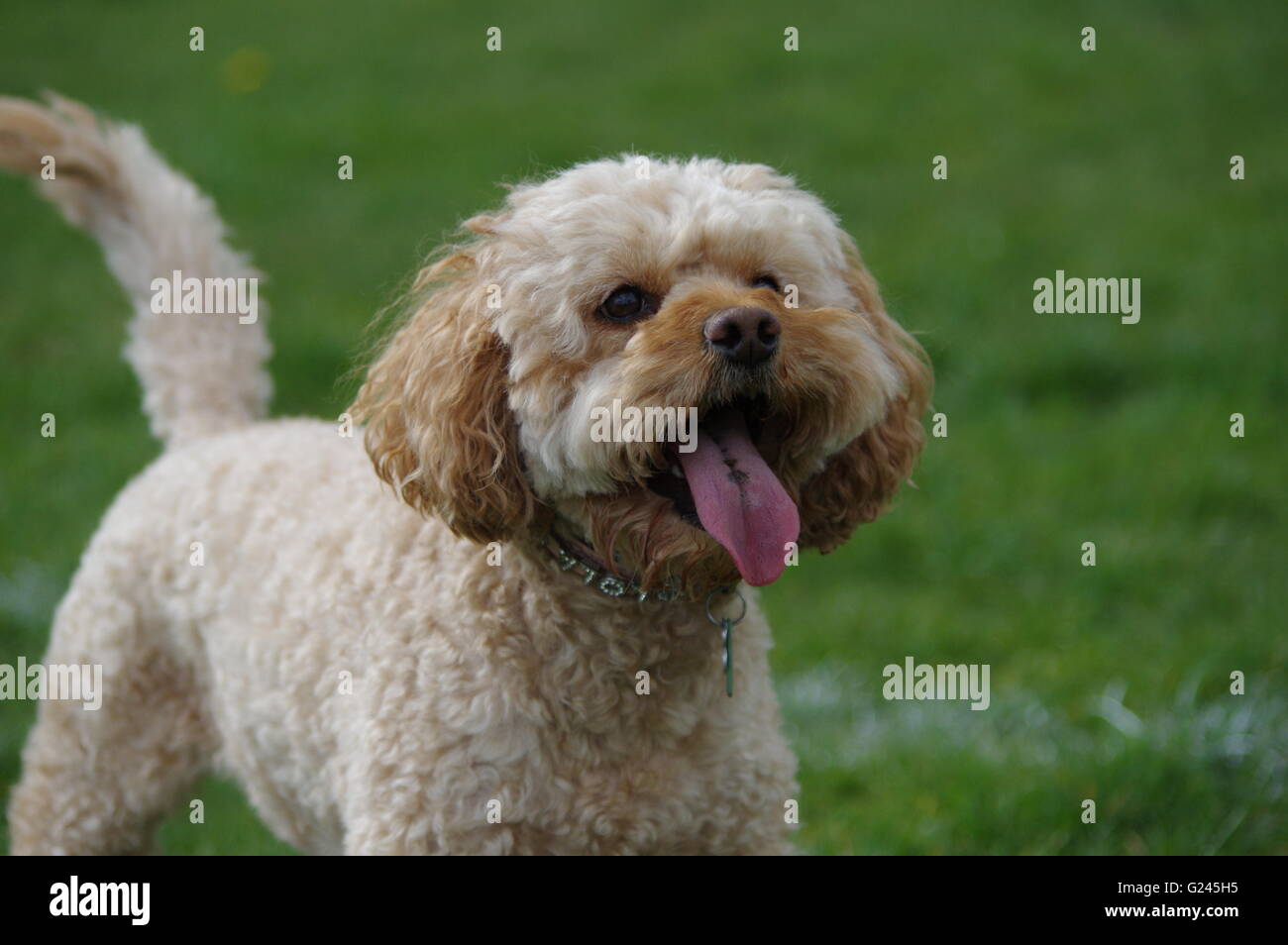 Cockapoo cucciolo Foto Stock
