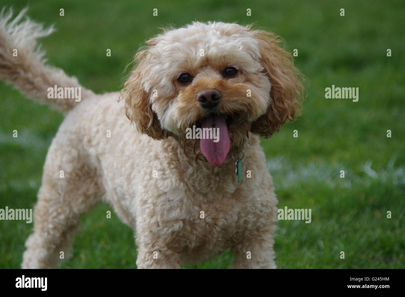 Allegro Cockapoo Foto Stock