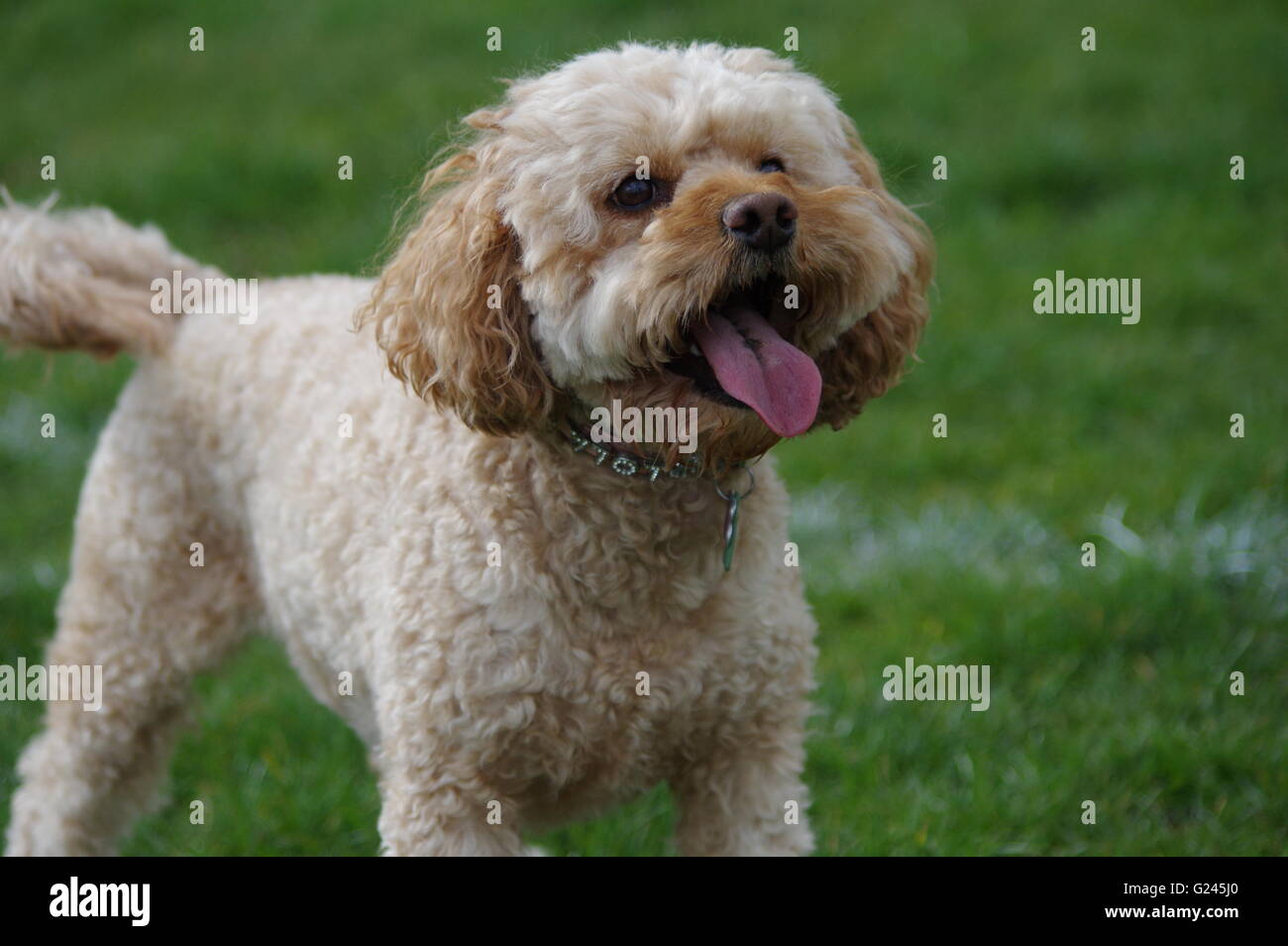 Cockapoo cucciolo Foto Stock