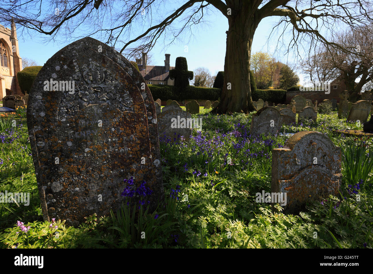 Lapidi e bluebells nel cimitero a Walpole St Peter, Norfolk, Inghilterra, Regno Unito. Foto Stock
