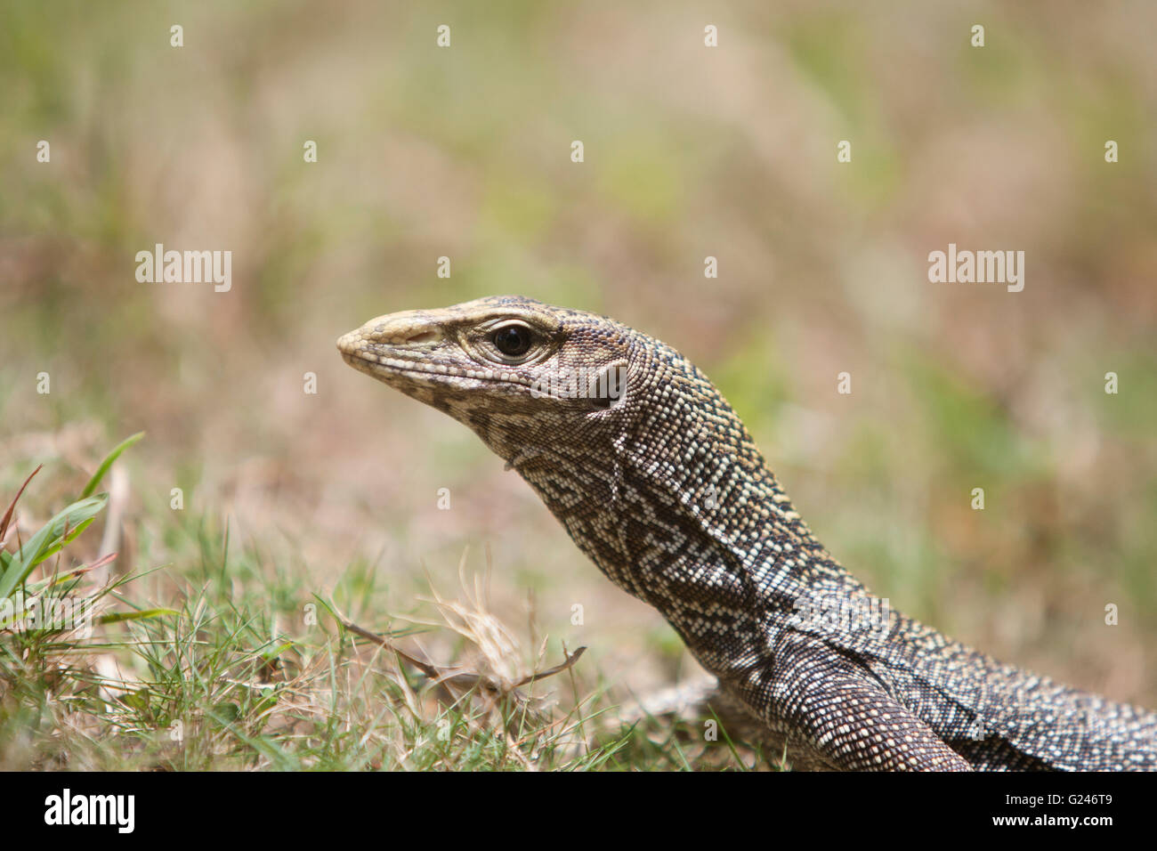 Il Vivanta by Taj Langkawi è una fantastica destinazione per una splendida vacanza. Spiaggia privata, isola appartata e monitor lizard Foto Stock