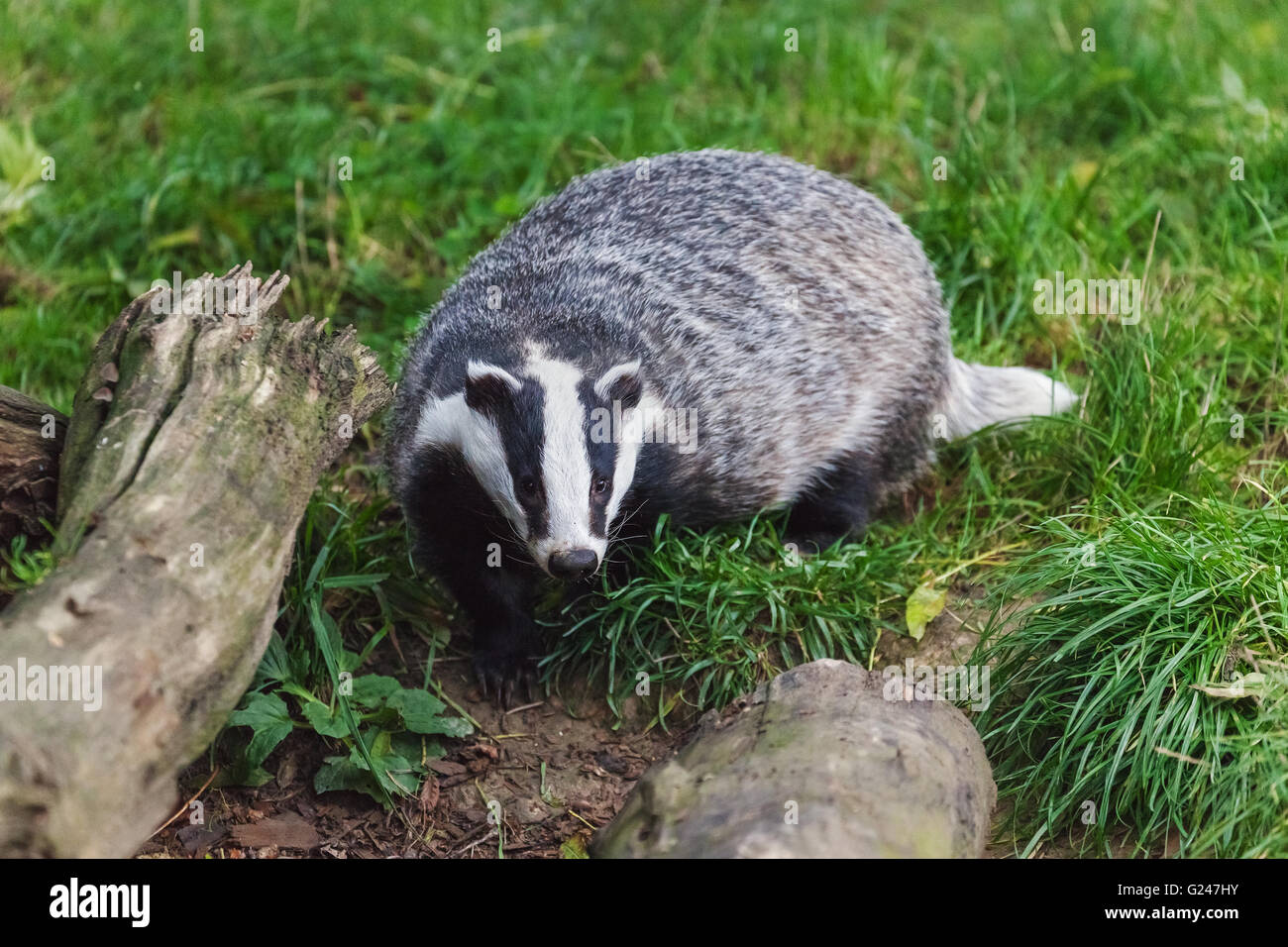 Badger rovistando tra i tronchi di alberi caduti ed erba. Foto Stock