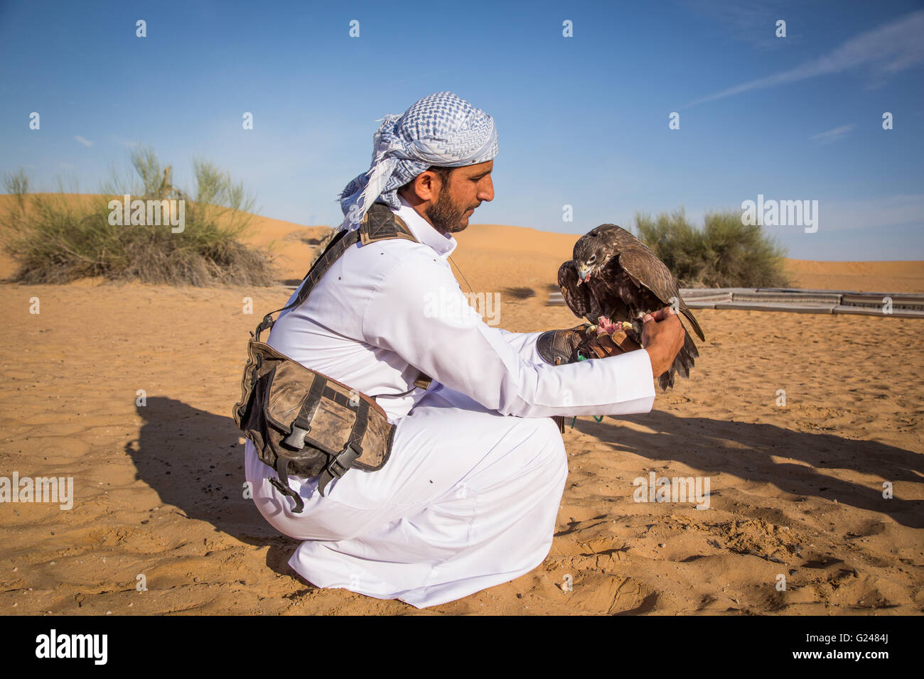 Uomo arabo con falco pellegrino sulla sua mano Foto Stock