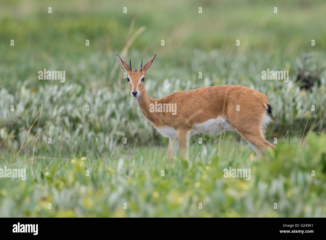 (Oribi Ourebia ourebi), Pianura Liuwa National Park, provincia occidentale, Zambia Foto Stock