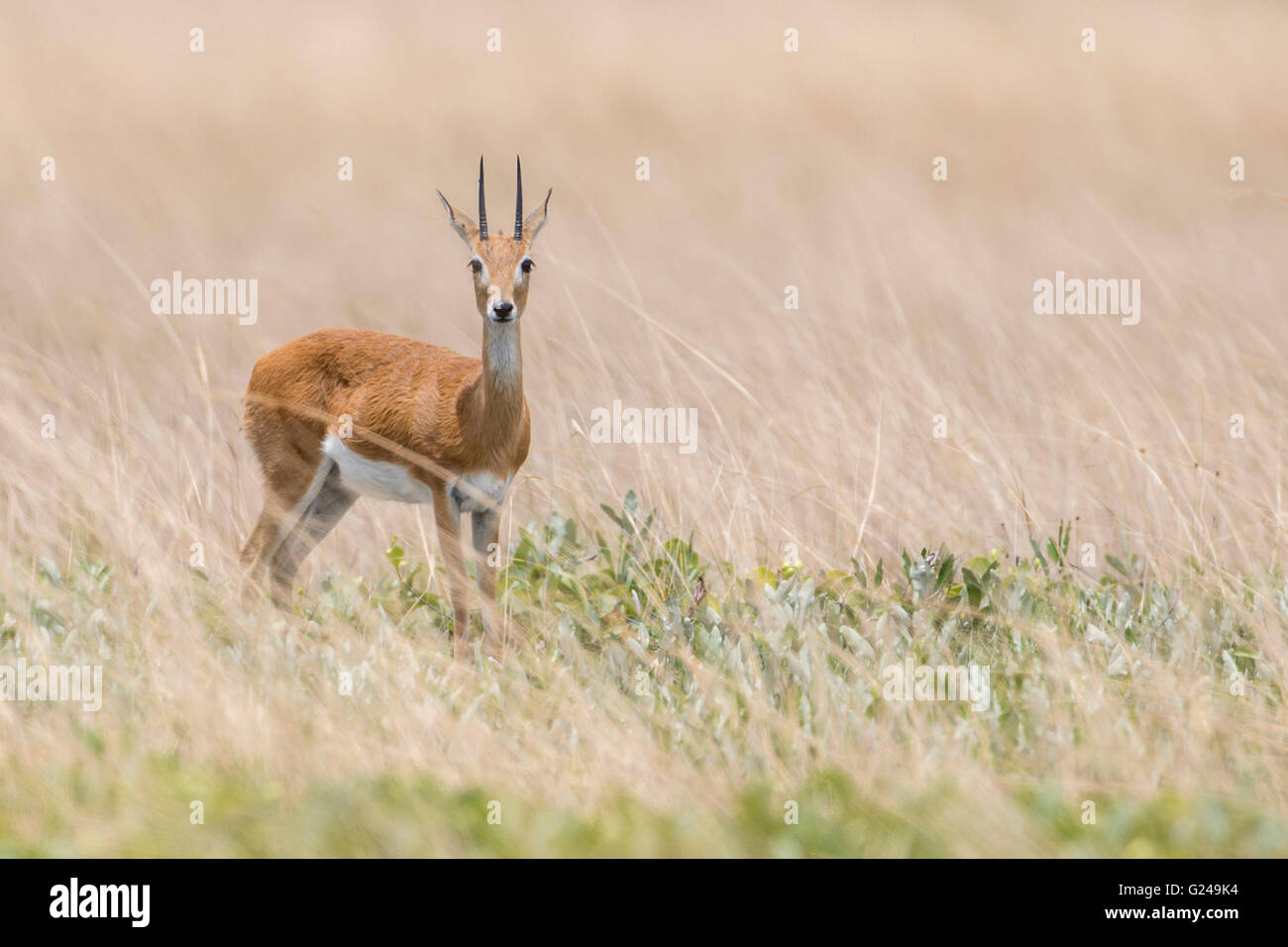 (Oribi Ourebia ourebi), Pianura Liuwa National Park, provincia occidentale, Zambia Foto Stock
