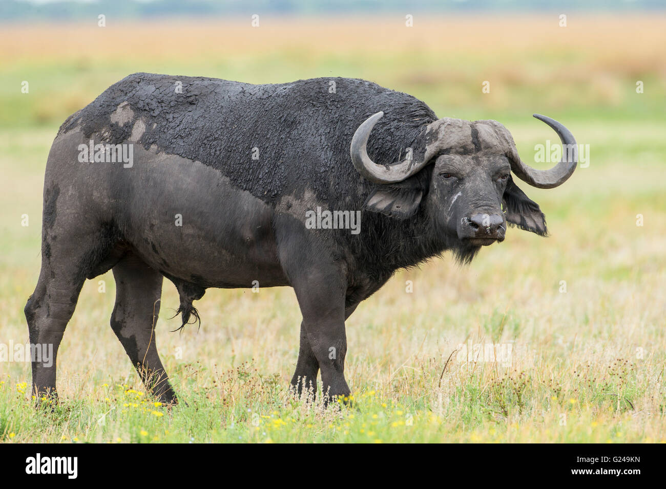 African Buffalo (Syncerus caffer), Pianura Liuwa National Park, provincia occidentale, Zambia Foto Stock