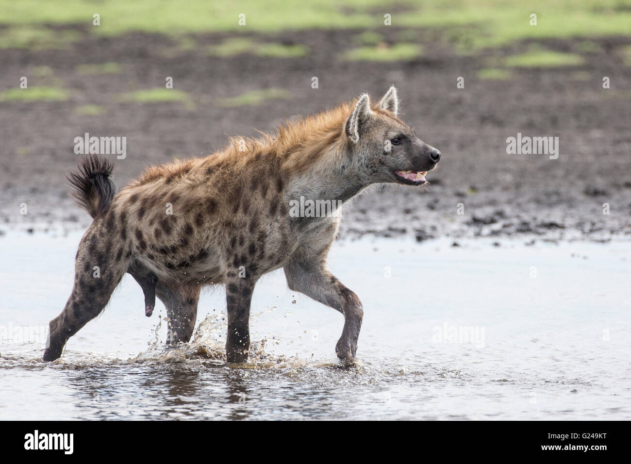 Spotted Hyena (Crocuta crocuta) camminando attraverso acqua, Pianura Liuwa National Park, provincia occidentale, Zambia Foto Stock