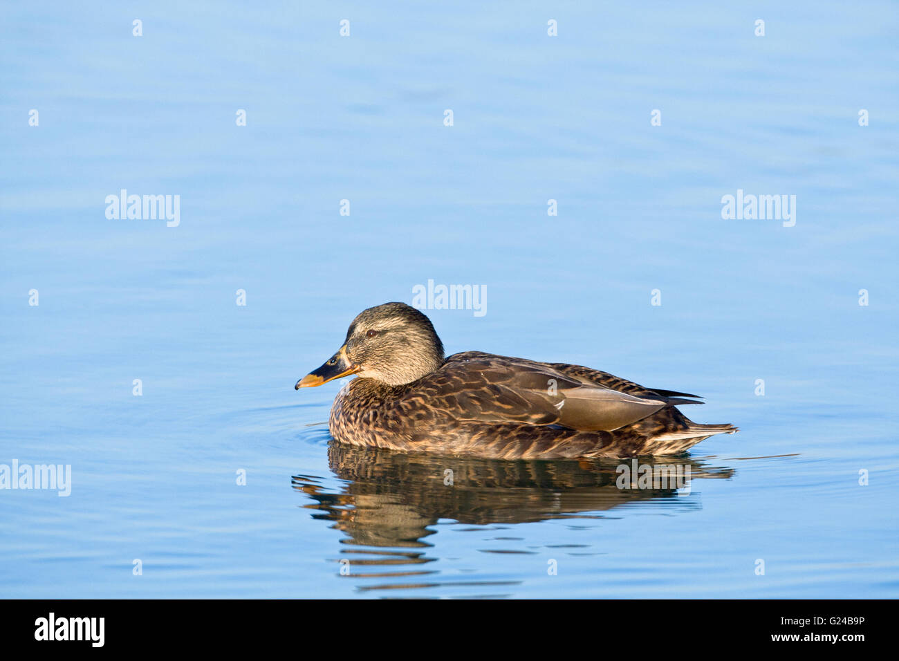 Femmina Mallard duck Anas platyrhynchos nuoto. Foto Stock