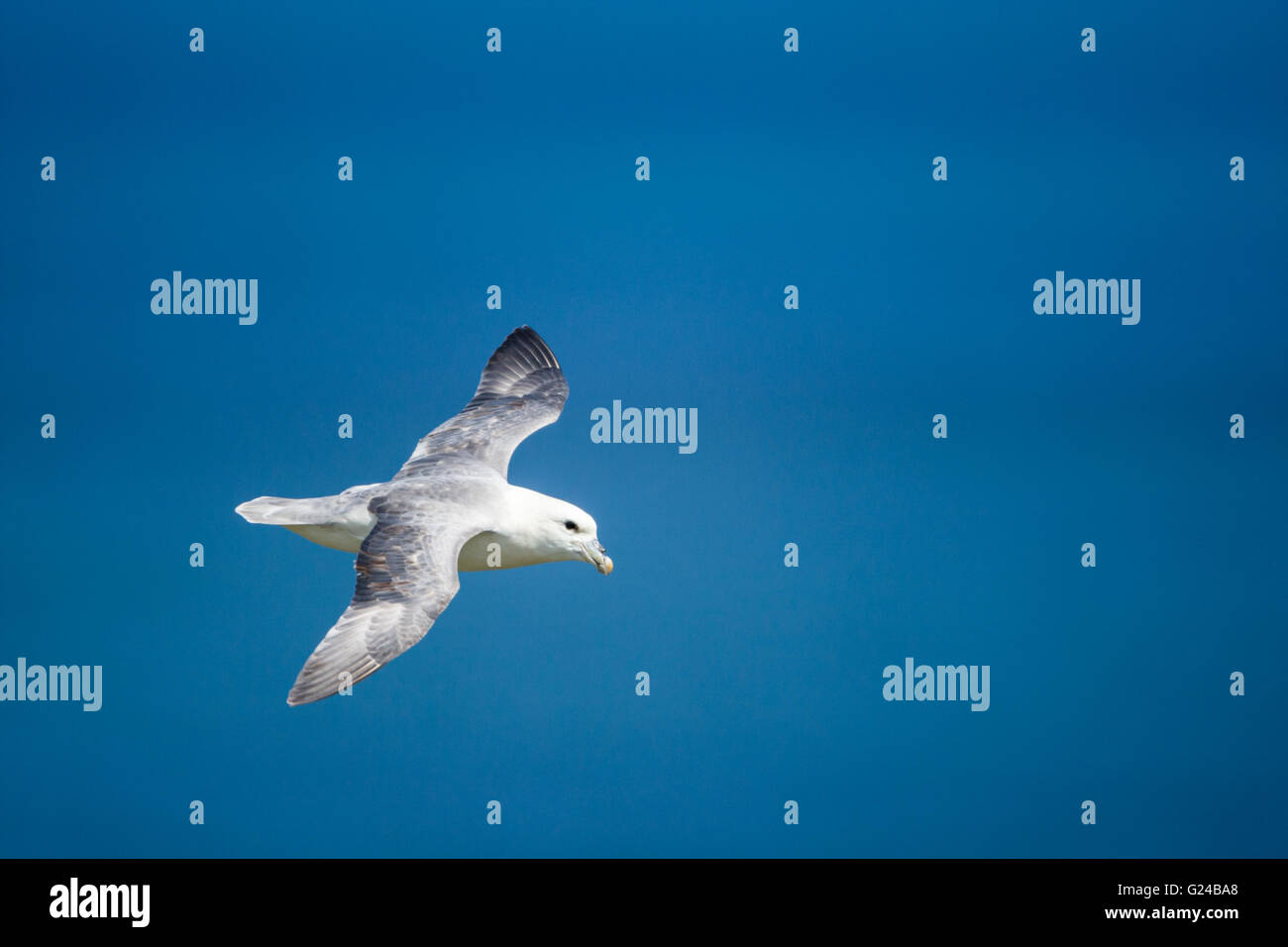 Fulmar Fulmarus glacialis in volo Foto Stock