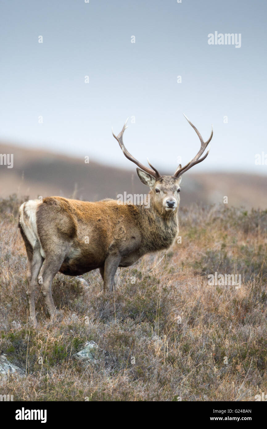 Red Deer Cervus elaphus stag nelle Highlands scozzesi UK. Foto Stock