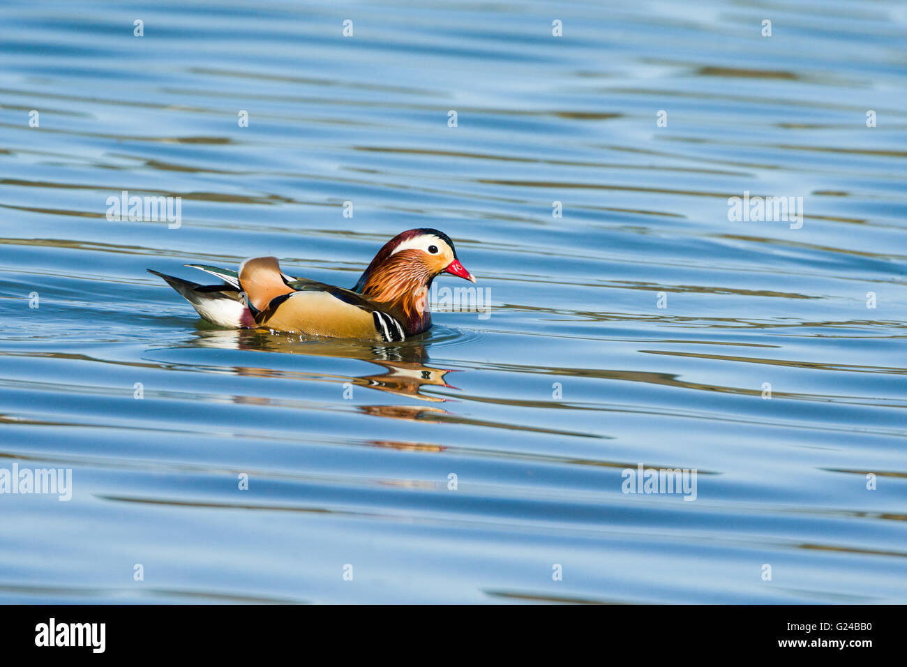 Anatra Mandarina Aix galericulata in acqua. Foto Stock