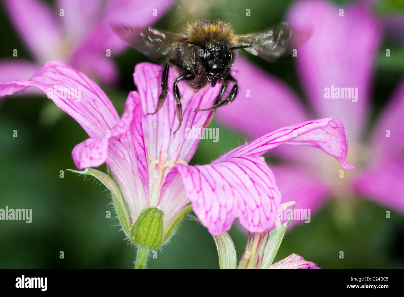 Carda comune Bumblebee Bombus pascuorum alimentazione su fiori da giardino. Foto Stock