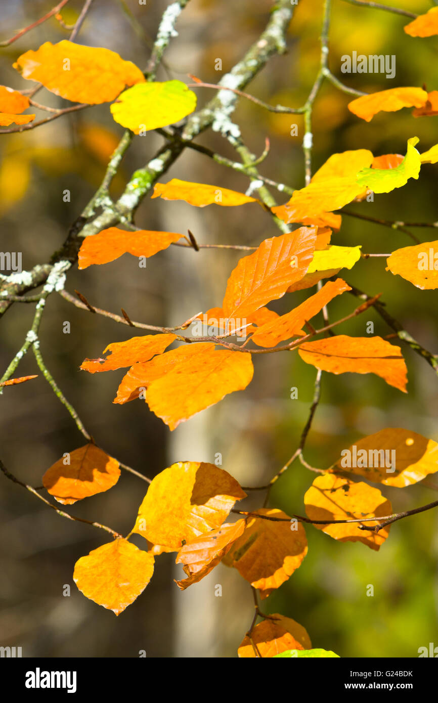 Spiaggia foglie degli alberi Fagus sylvatica nel colore di autunno. Foto Stock