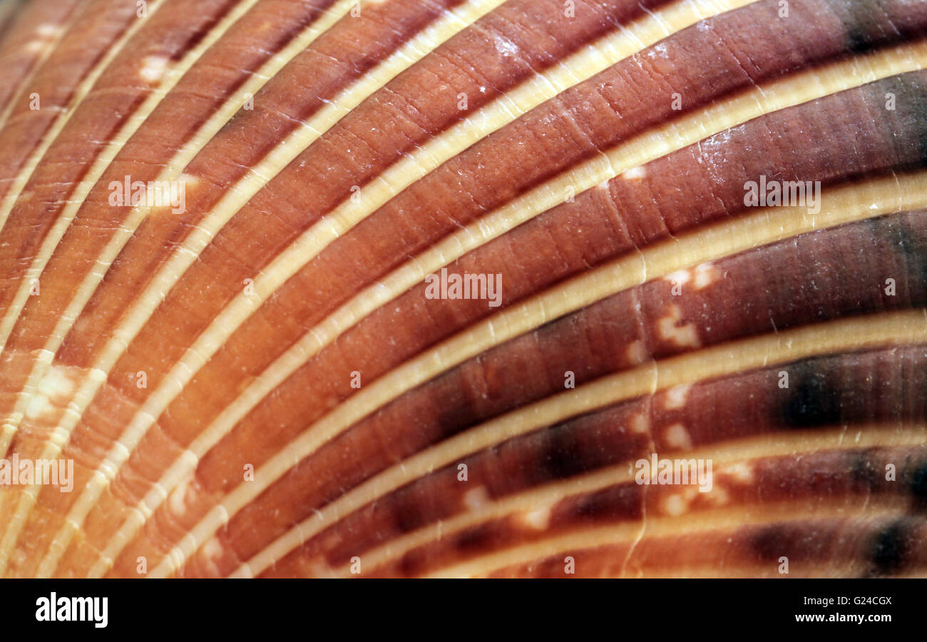 Immagine macro di capesante shell Foto Stock