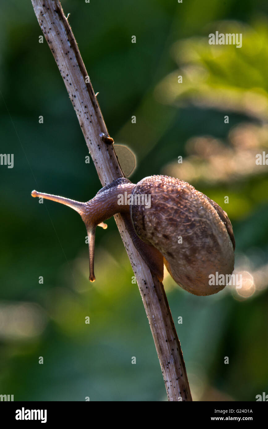 British Land Snail - specie sconosciute a Pitstone, Buckinghamshire, UK Foto Stock