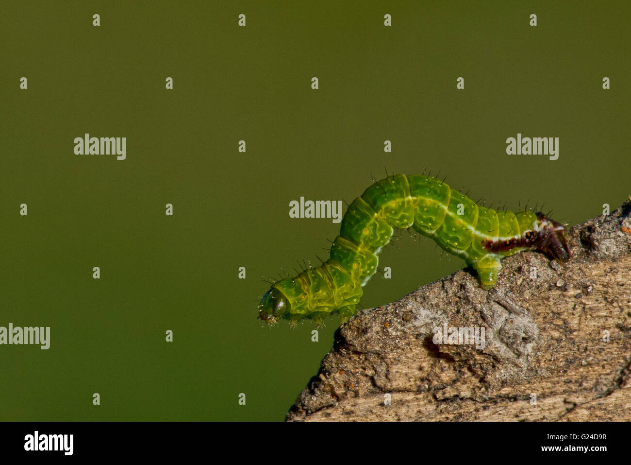 Un piccolo verde 'Inchworm' moth caterpillar (specie sconosciute) a Pitstone, Buckinghamshire, UK Foto Stock
