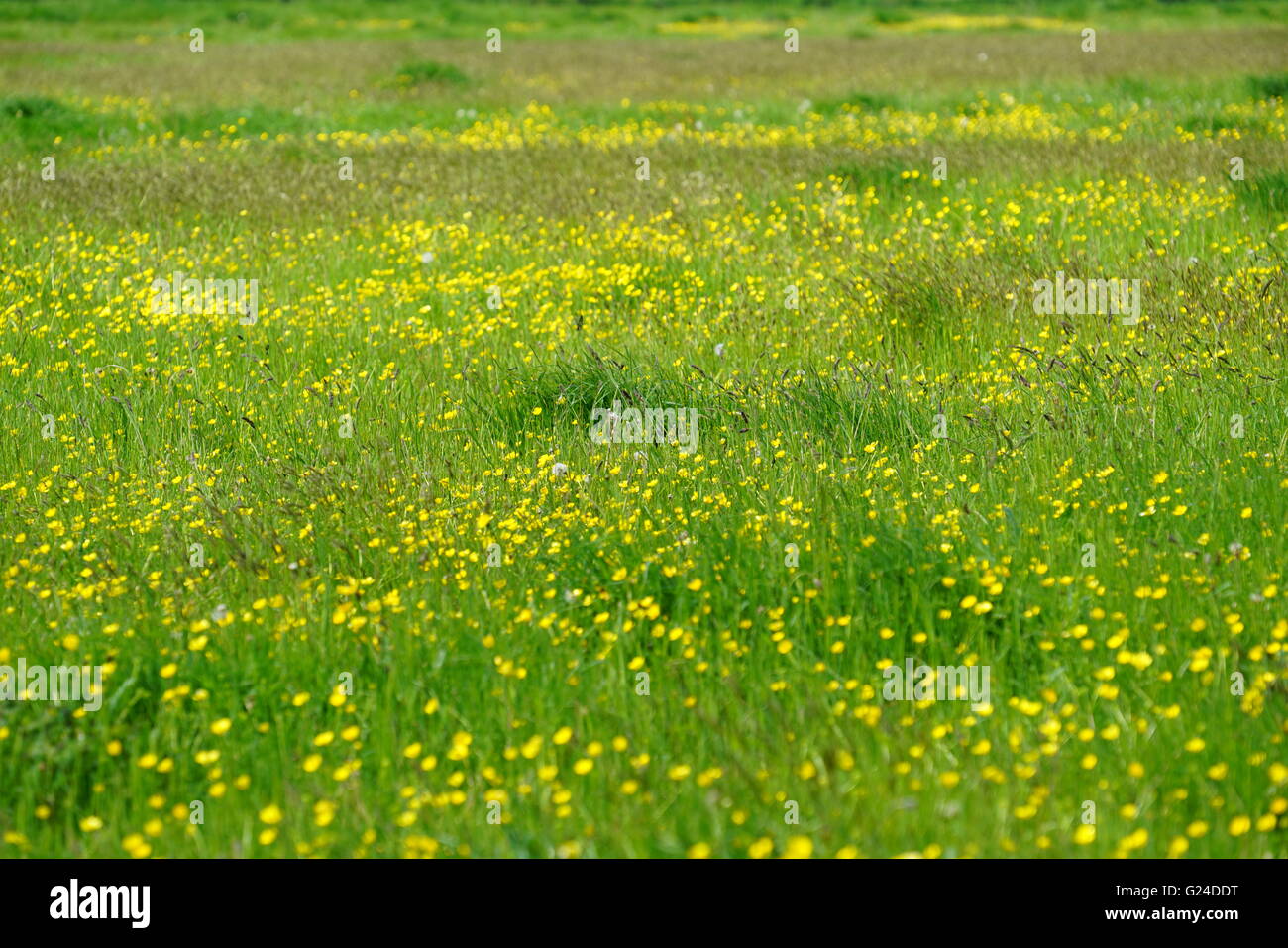 Un buttercup meadow sulla costa sud dell'Inghilterra, proprio accanto al mare Foto Stock