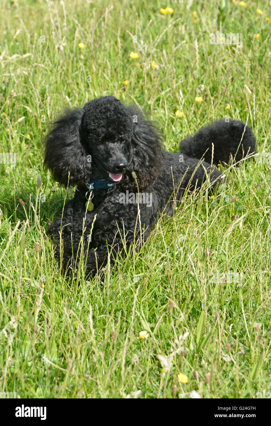 Barboncino nero in erba Foto Stock