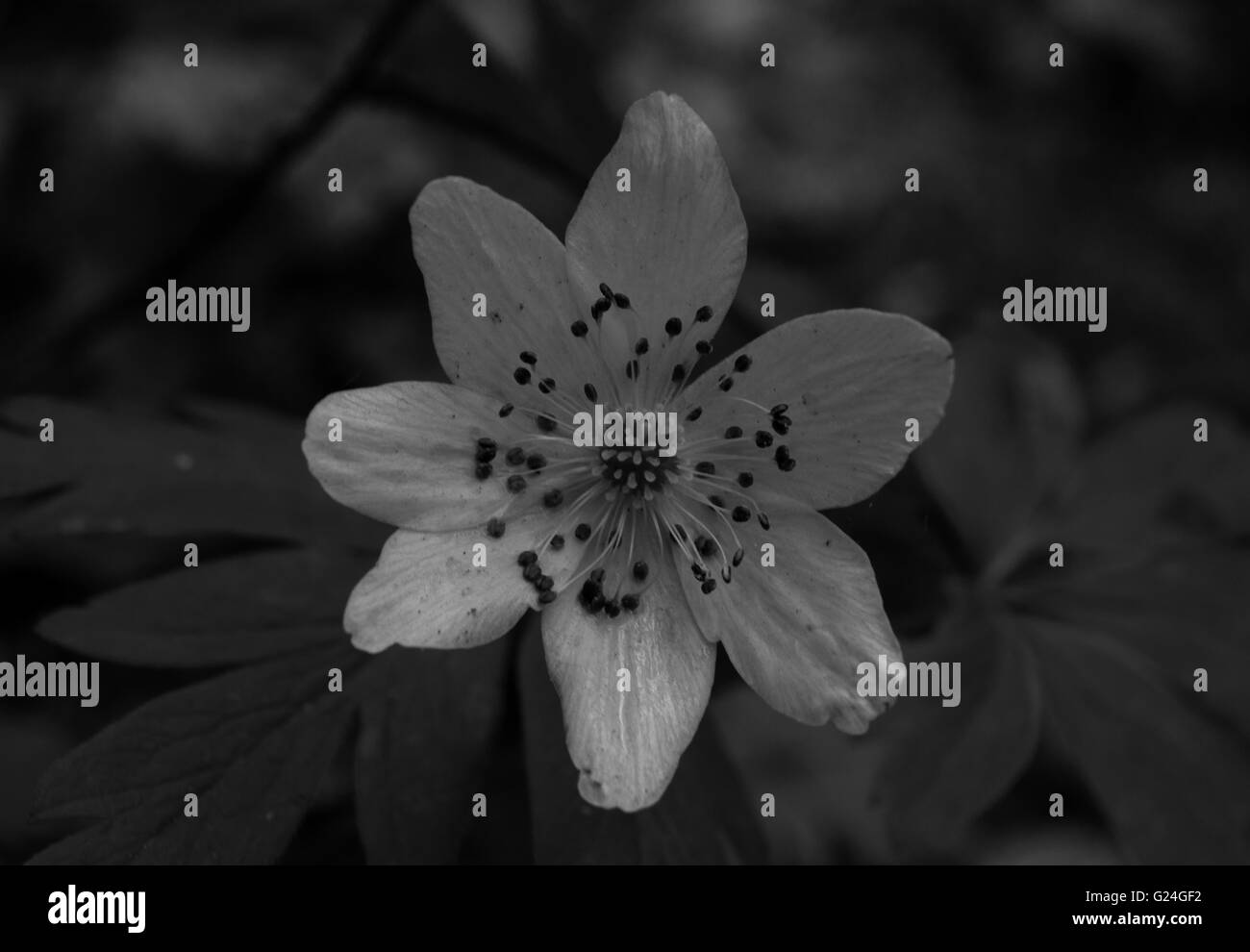 Foto in bianco e nero di un anemone in Norvegia Foto Stock