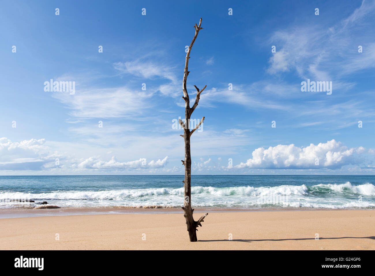 Sri LankaA albero morto su una spiaggia vicino al Serein Beach resort , Tangalle, sulla costa meridionale dello Sri Lanka, la zona è stata duramente colpita dallo tsunami o Foto Stock