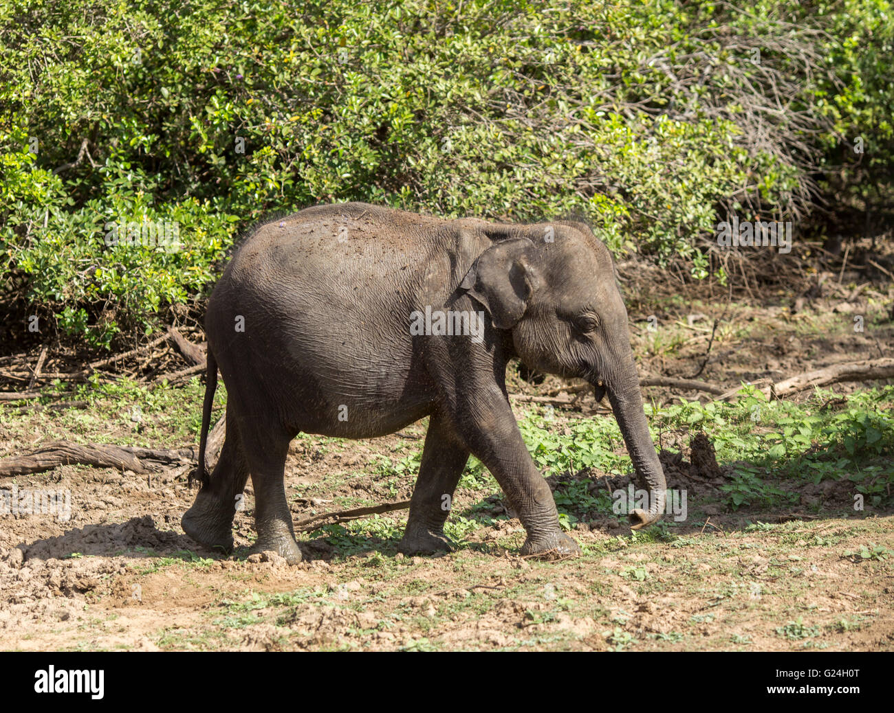 Yala National Park , lo Sri Lanka. Un Baby Elephant Foto Stock