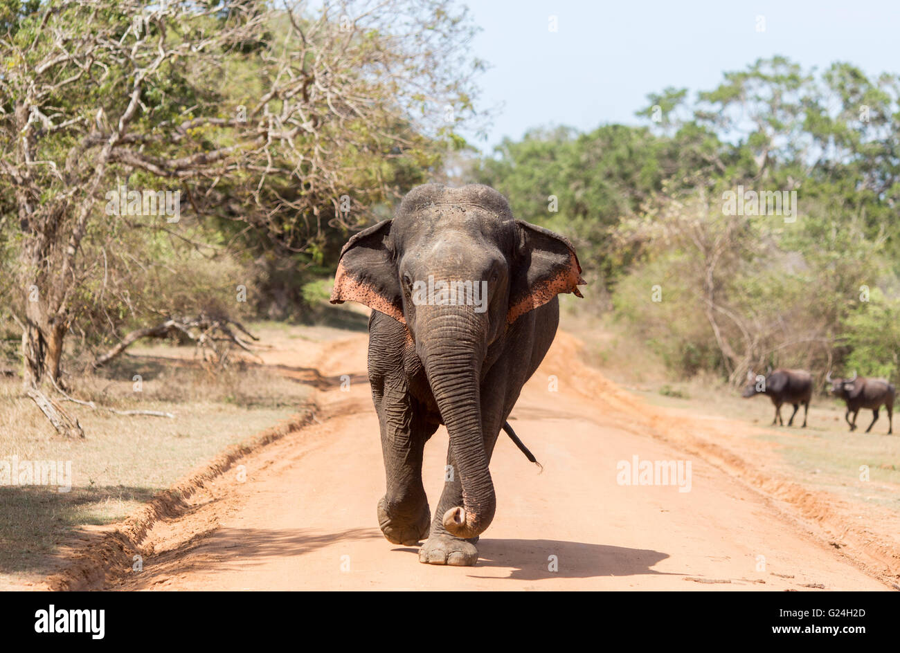 Yala National Park , lo Sri Lanka. Un elefante cammina giù per una strada polverosa Foto Stock