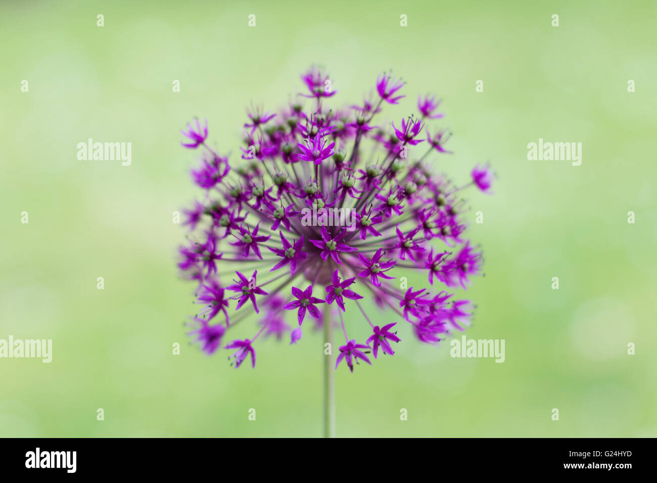 Fiore di primavera macro isolato prato verde Foto Stock