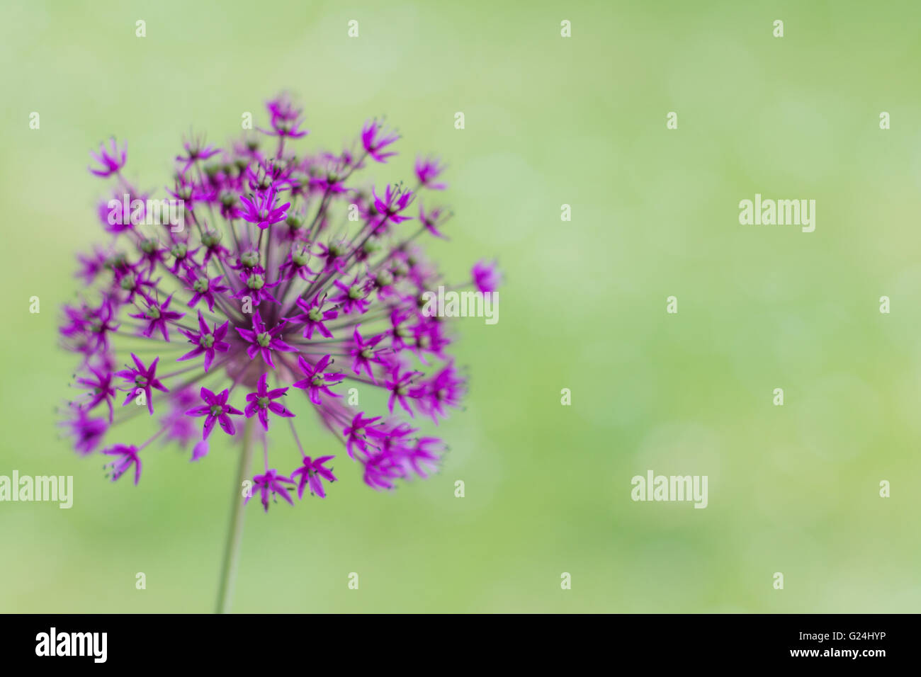Fiore di primavera macro isolato prato verde Foto Stock