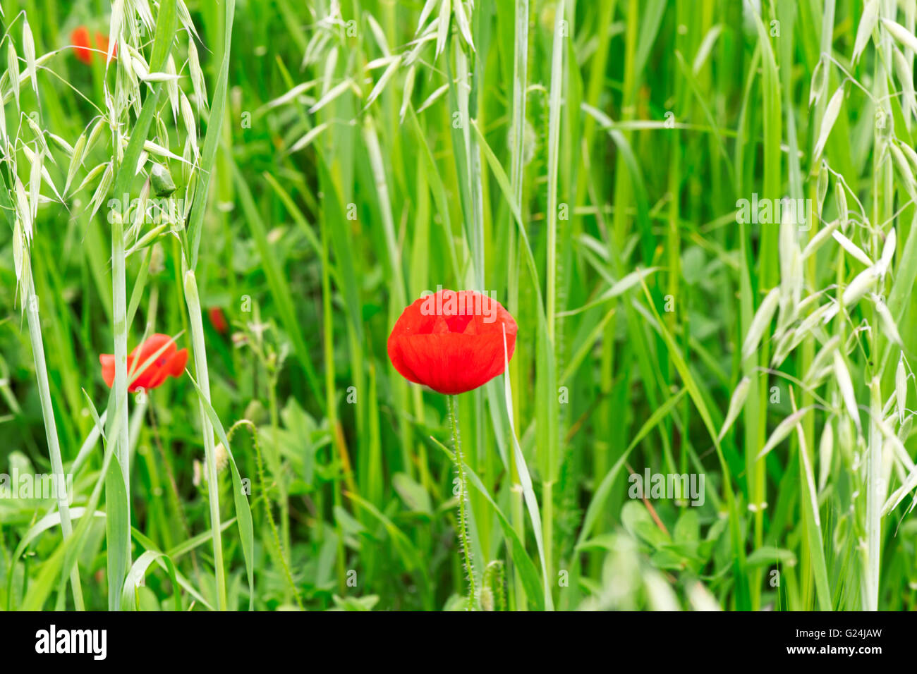 Poppies in un verde prato Foto Stock