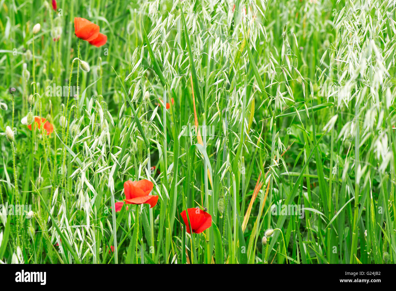 Poppies in un verde prato Foto Stock