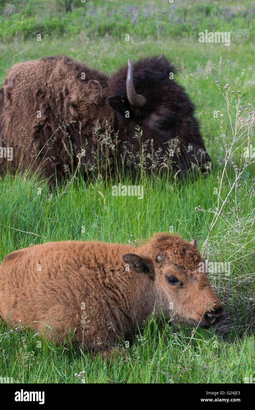 I bisonti americani (Bison bison) genitore con vitello, in appoggio nelle praterie, Western USA Foto Stock